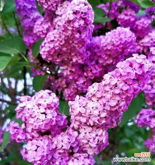 美丽花语的含义是什么?为何人间容不得?