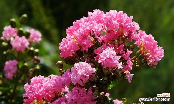 美丽花语的含义是什么?为何人间容不得?