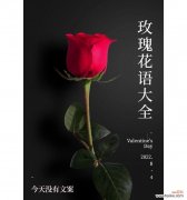 五只红玫瑰传递了什么信息？花语中表达了哪些情感？