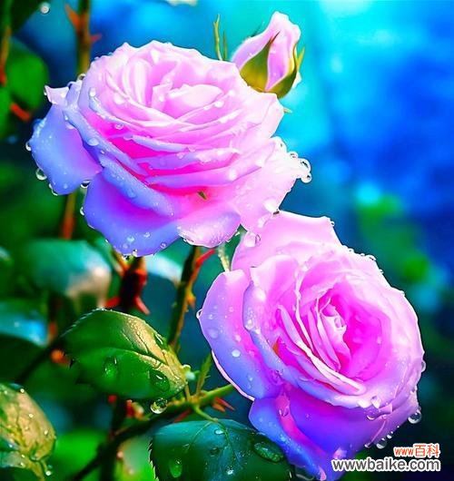 大月季花的花语代表了什么？