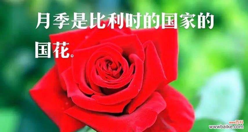 大月季花的花语代表了什么？