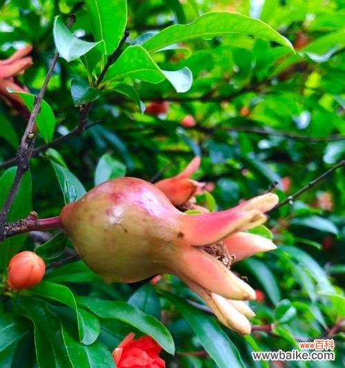 心语花语和心语花园是什么?它们有何特别之处?