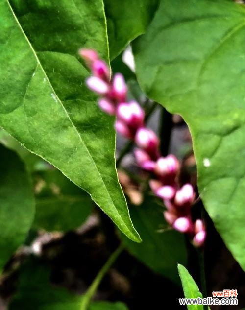 心语花语和心语花园是什么?它们有何特别之处?