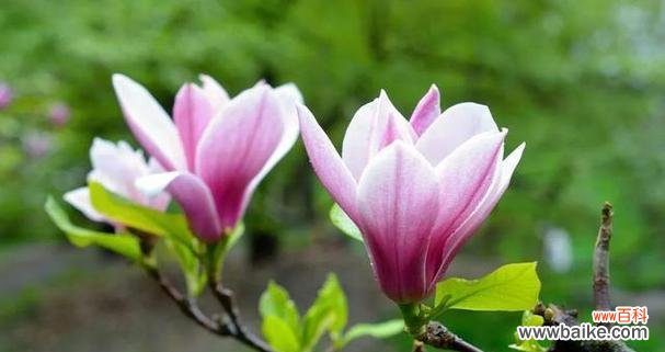 哪种花的花语是“不负遇见”?寻找代表感恩遇见的花卉。