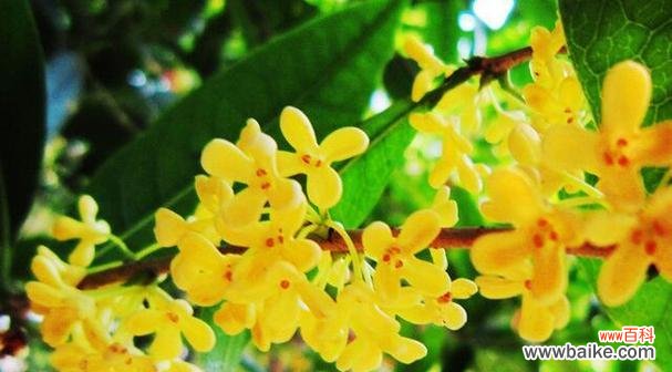 哪种花的花语是“不负遇见”?寻找代表感恩遇见的花卉。