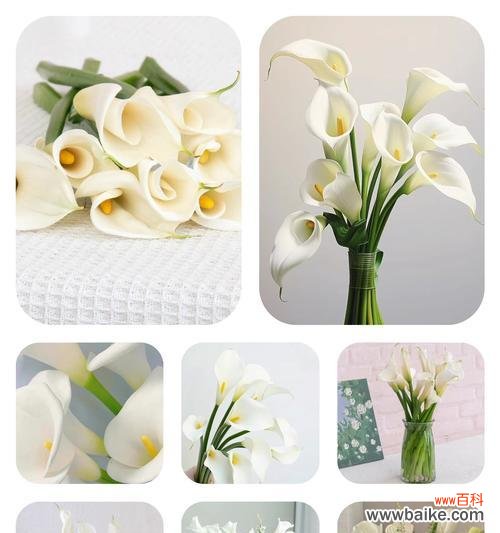 满意星星花的花语代表什么?满意星星有何寓意?