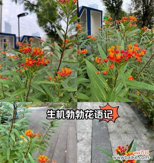 野花与蔷薇花语有何不同?它代表了什么?