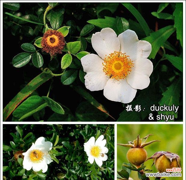 野花与蔷薇花语有何不同?它代表了什么?