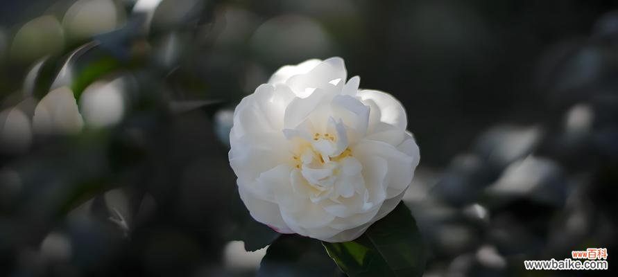 花语中不想分开的是什么?它代表了怎样的情感?