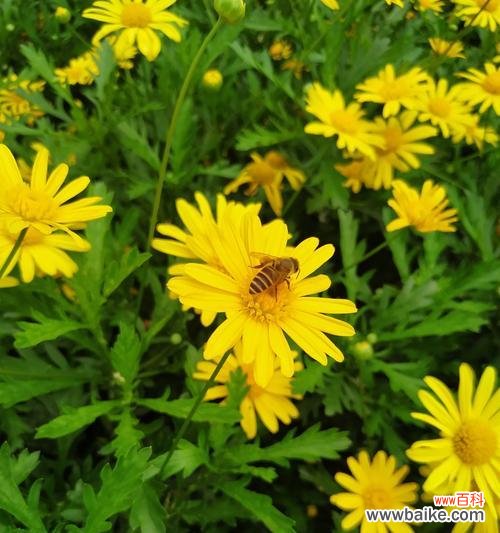 揭秘六月菊的花语与传统文化的关联 六月菊的花语