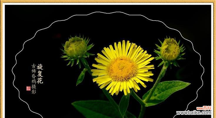 揭秘六月菊的花语与传统文化的关联 六月菊的花语