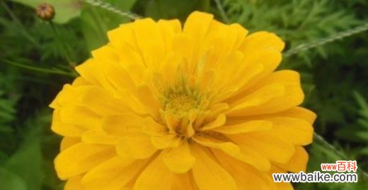 揭秘六月菊的花语与传统文化的关联 六月菊的花语