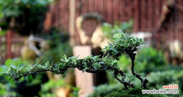 夏季奇观与希望之源 《六月雪的寓意》