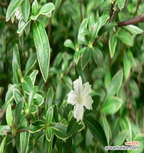 夏季奇观与希望之源 《六月雪的寓意》