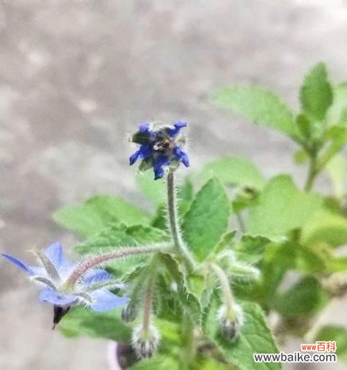 揭秘以琉璃苣的含义与象征，让花语为你传递真情 以琉璃苣花语解读