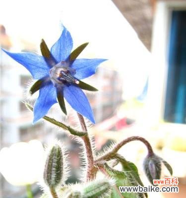 揭秘以琉璃苣的含义与象征，让花语为你传递真情 以琉璃苣花语解读