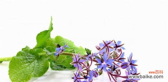 揭秘以琉璃苣的含义与象征，让花语为你传递真情 以琉璃苣花语解读