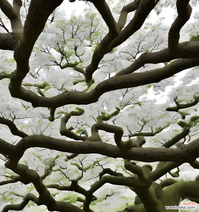 揭秘流苏花的花语与寓意 流苏花花语与其美丽的象征