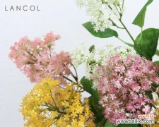 探寻流苏花的花语 流苏花的花语与意义