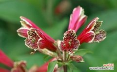 六出花的花语及其意义 以六出花，花开如锦