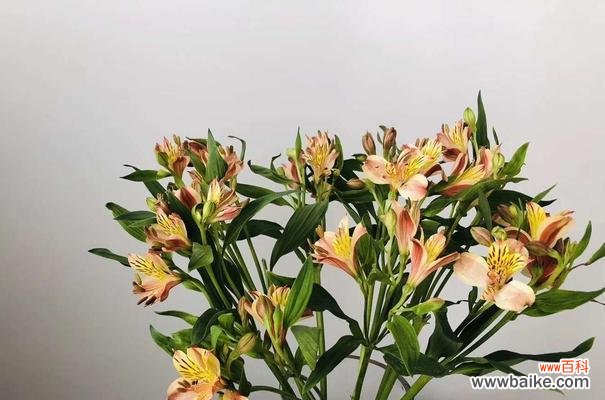 六出花的花语及其意义 以六出花，花开如锦