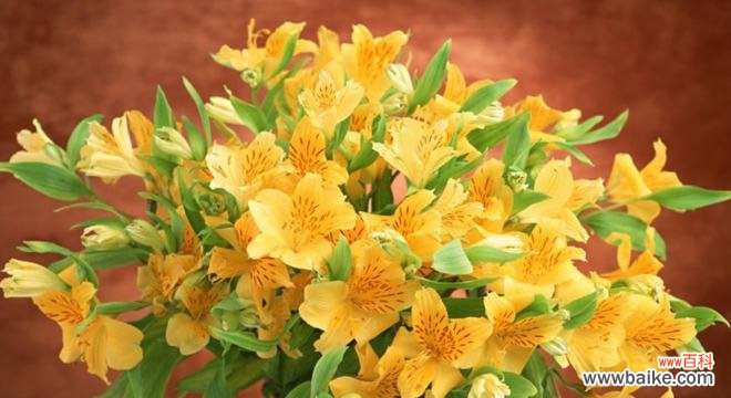 六出花的花语及其意义 以六出花，花开如锦