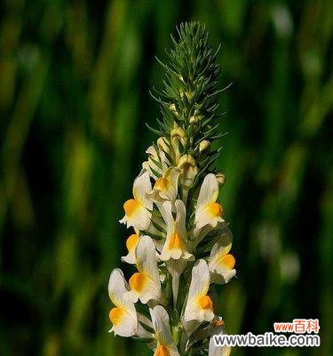 探索柳穿鱼花语背后的文化底蕴，传递春天的喜悦 柳穿鱼