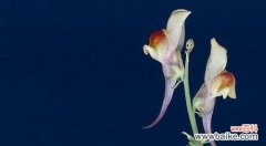 探索柳穿鱼花语背后的文化底蕴，传递春天的喜悦 柳穿鱼