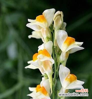 探索柳穿鱼花语背后的文化底蕴，传递春天的喜悦 柳穿鱼