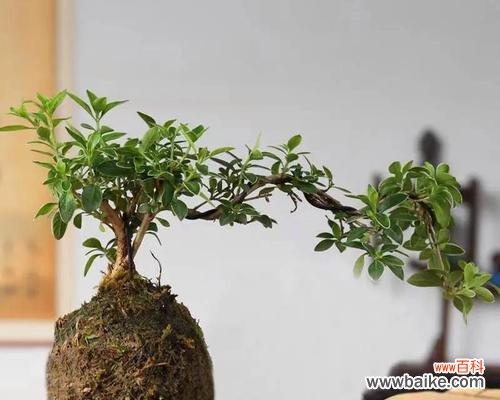 荷花盛开,夏日之美尽收眼底 六月雪的花语与寓意