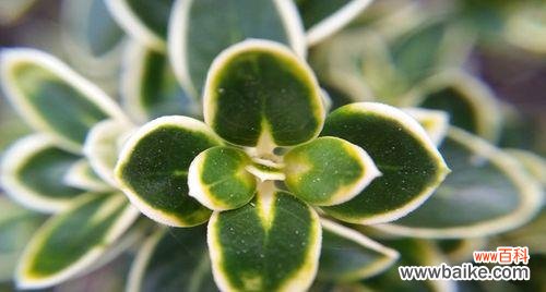 荷花盛开,夏日之美尽收眼底 六月雪的花语与寓意