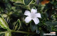 荷花盛开，夏日之美尽收眼底 六月雪的花语与寓意