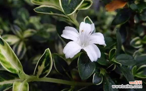 荷花盛开,夏日之美尽收眼底 六月雪的花语与寓意