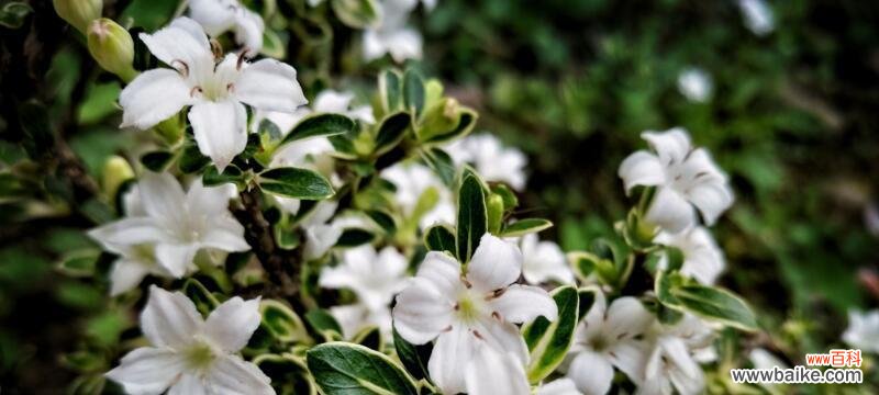 绽放在夏季的奇迹 六月雪的花语——爱的盛开