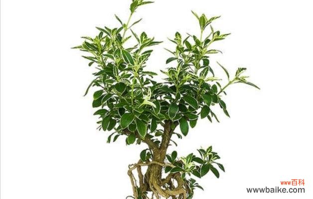 绽放在夏季的奇迹 六月雪的花语——爱的盛开