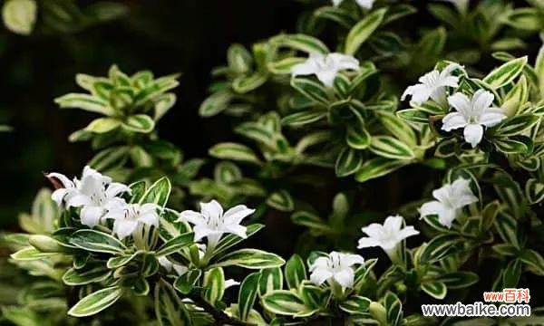 绽放在夏季的奇迹 六月雪的花语——爱的盛开