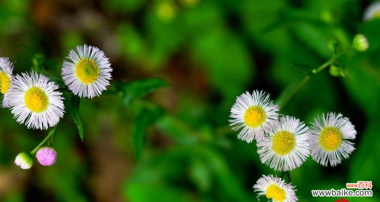 探寻别离情绪中的希望与坚强 六月菊的花语