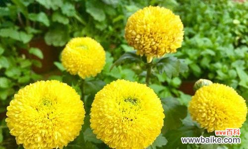 探寻别离情绪中的希望与坚强 六月菊的花语