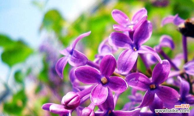 绚丽多彩的六月之花 六月花海中的绝色美景