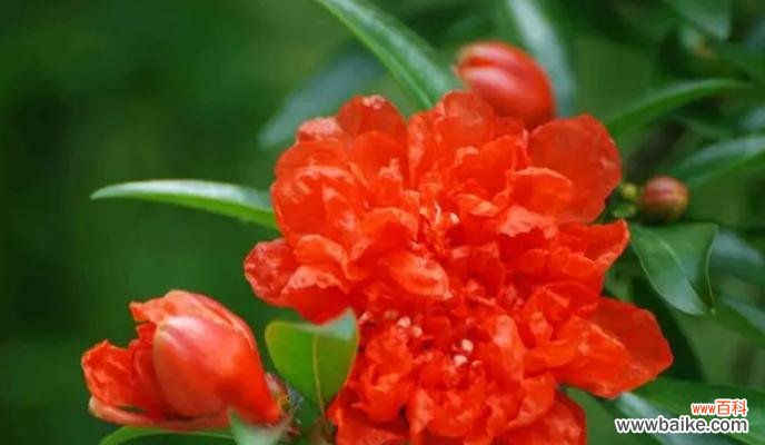 绚丽多彩的六月之花 六月花海中的绝色美景