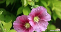 绚丽多彩的六月之花 六月花海中的绝色美景