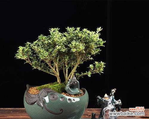 用寒冷与美丽诠释坚强与希望 六月雪盆景