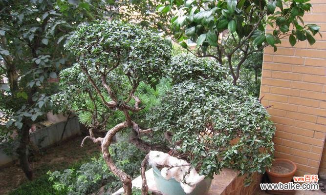 以六月雪盆栽 以六月雪盆栽的寓意