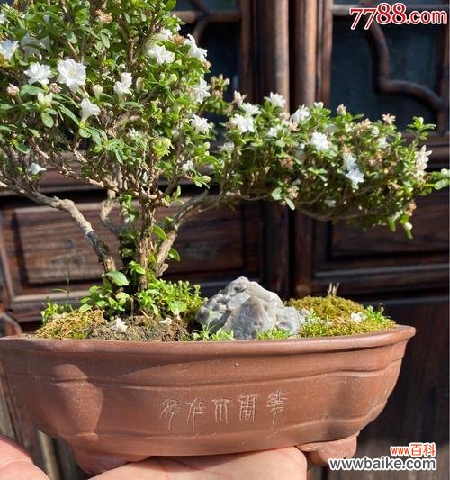 以六月雪盆栽 以六月雪盆栽的寓意