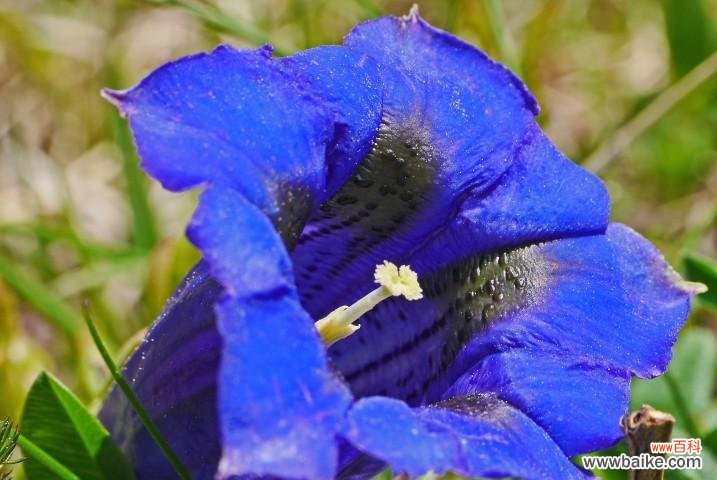 以龙胆花的花语和象征意义探寻内心的力量 龙胆花