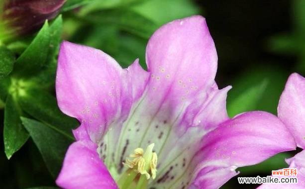 以龙胆花的花语和象征意义探寻内心的力量 龙胆花