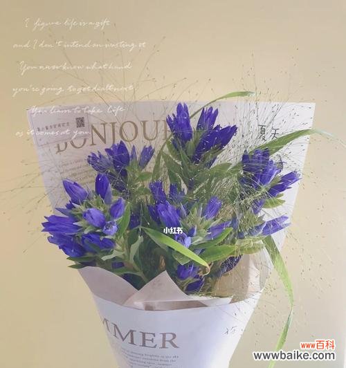 以龙胆花的花语和象征意义探寻内心的力量 龙胆花