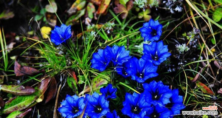 用花的语言聆听你的忧伤，让你感到被关爱 龙胆花语