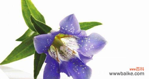 用花的语言聆听你的忧伤，让你感到被关爱 龙胆花语