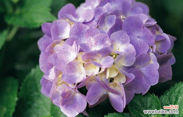 用绣球花赋予生活更深刻的意义 绣球花的象征与寓意